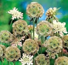 Drumstick Scabiosa Flower Seeds for Planting – Heirloom, Non-GMO, High Germination Organic Garden Seeds