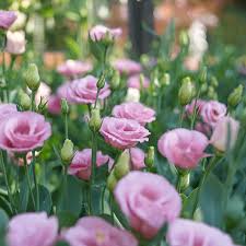 Light Pink Eustoma (Lisianthus) Flower Seeds for Planting – Heirloom, Non-GMO, Vibrant Colors, High Germination