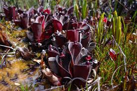 Heliamphora Seeds for Planting – Pollinator Friendly, Heirloom & Non-GMO