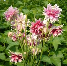 Nora Barlow Flower Seeds for Planting – Heirloom, Non-GMO, High Germination Organic Garden Seeds