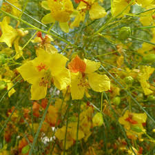 Parkinsonia Aculeata Flower Seeds for Planting – Pollinator Friendly, Heirloom, Non-GMO, High Germination Garden Seeds