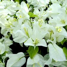 White Bougainvillea Kousa Flower Seeds for Planting – Heirloom, Non-GMO, Easy to Grow Organic Garden Seeds