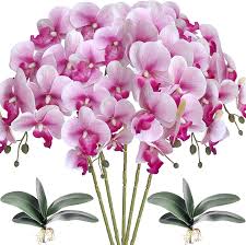 White Purple Phalaenopsis Orchid Flower Seeds for Planting | Heirloom Non-GMO High Germination