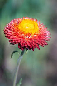 Immortelle Flower Seeds for Planting - Heirloom, Non-GMO, High Germination, Organic Garden Seeds