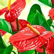 Anthurium Flower Seeds for Planting – Compact Growth, Heirloom, Non-GMO, High Germination Garden Seeds