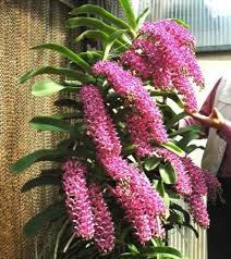 Rhynchostylis Flower Seeds for Planting – Wildflower Mix, Heirloom & Non-GMO Seeds