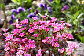 Heirloom Saxifraga Mossy Flower Seeds for Planting – Non-GMO, High Germination Organic Garden Seeds