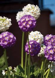 Heirloom Denticulata Flower Seeds – Non-GMO, High Germination Organic Garden Seeds