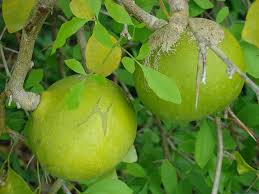 Fruit Seeds,Garden seeds, Seeds For Planting,Plant Seeds