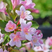 Weigela Flower Seeds for Planting – Heirloom, Non-GMO, Colorful Display Organic Garden Seeds