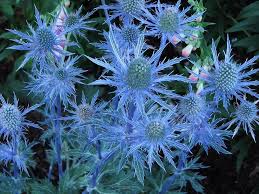 Blue Holly Flower Seeds for Planting – Cottage Garden Essential Heirloom Non-GMO Seeds