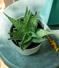 Green Aloe Variegata Seeds for Planting Heirloom Non-GMO High Germination Organic Garden Seeds