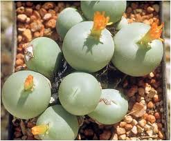 Conophytum Calculus Flower Seeds for Planting – Bright Blooms, Heirloom & Non-GMO, High Germination