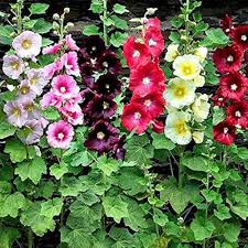 Hollyhock Flower Seeds for Planting – Heirloom, Non-GMO Pollinator-Friendly Organic Garden Seeds