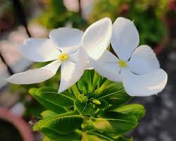 Periwinkle Flower Seeds for Planting – Heirloom, Non-GMO, Hardy Variety Organic Garden Seeds
