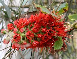 Greyia Sutherlandii Flower Seeds for Planting – Cut Flower Favorite, Heirloom, Non-GMO, High Germination