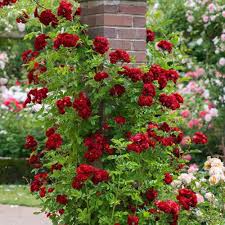 Red Climbing Rose Flower Seeds for Planting | Heirloom Non-GMO High Germination Organic Garden Seeds