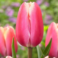 Tulip Pink Flower Seeds for Planting | Heirloom Non-GMO Organic Garden Seeds High Germination