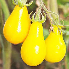 Vegetable Seeds,Garden seeds, Seeds For Planting,Plant Seeds
