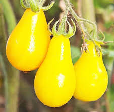 Vegetable Seeds,Garden seeds, Seeds For Planting,Plant Seeds