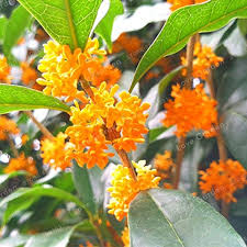 Heirloom Osmanthus Tree Flower Seeds for Planting – Easy to Grow, Non-GMO, High Germination Organic Garden Seeds