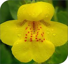 Mimulus Guttatus Flower Seeds for Planting – Drought Tolerant, Heirloom, Non-GMO, Organic Garden Seeds