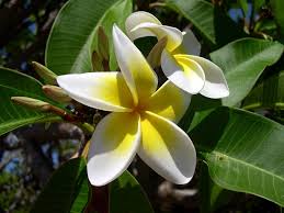 Yellow White Frangipani Flower Seeds for Planting – Heirloom, Non-GMO, Premium Quality Organic Garden Seeds