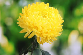 Yellow Chrysanthemum Seeds – Heirloom, Non-GMO, Drought Tolerant