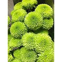 Sea Green Dahlia Flower Seeds for Planting – Low Maintenance, Heirloom, Non-GMO, High Germination