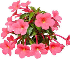 Heirloom Achimenantha Flower Seeds – Non-GMO, High Germination Organic Garden Seeds