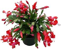Schlumbergera Flower Seeds for Planting | Seasonal Bloomer | Heirloom Non-GMO High Germination Seeds
