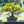 Yellow Simsii Bonsai Flower Seeds for Planting - Heirloom, Non-GMO, High Germination Organic Garden Seeds
