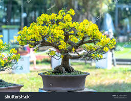 Yellow Simsii Bonsai Flower Seeds for Planting - Heirloom, Non-GMO, High Germination Organic Garden Seeds