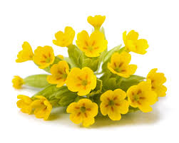 Heirloom Veris Flower Seeds for Planting – Wildflower Mix, Non-GMO, High Germination Organic Garden Seeds