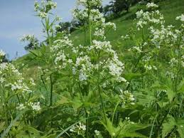 Glade Mallow Flower Seeds for Planting – Heirloom, Non-GMO, Long Bloom Organic Garden Seeds