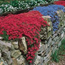 Aubrieta Flower Seeds for Planting – Heirloom, Non-GMO, High Germination Organic Garden Seeds