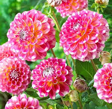 September Morn Dahlia Flower Seeds for Planting – Fragrant Blossoms, Heirloom, Non-GMO, High Germination