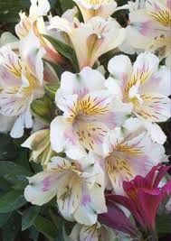 White Alstroemeria Flower Seeds for Planting | Heirloom Non-GMO Organic Garden Seeds, High Germination