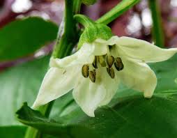 Jalapeño Flower Seeds – Heirloom, Non-GMO, High Germination Organic Garden Seeds