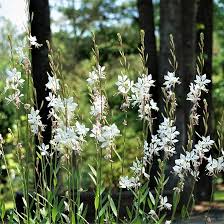 Gaura Lindheimeri Flower Seeds for Planting – Compact Growth, Heirloom & Non-GMO Seeds
