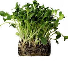 Sunflower Microgreens Flower Seeds for Planting Heirloom Non-GMO High Germination Organic Garden Seeds