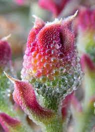 Vegetable Seeds,Garden seeds, Seeds For Planting,Plant Seeds