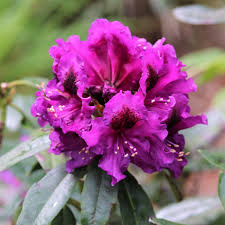 Purple Rhododendron Flower Seeds for Planting – Heirloom, Non-GMO, High Germination Seeds