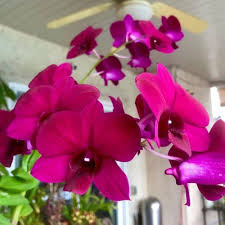 Heirloom Butterfly Orchid Flower Seeds for Planting | Non-GMO, High Germination, Organic Garden Seeds