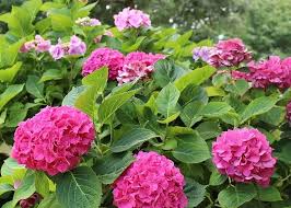 Hydrangea Flower Seeds Burgundy for Planting – Heirloom, Non-GMO, High Germination Garden Seeds