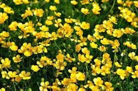Meadow Buttercup Flower Seeds for Planting – Shade Tolerant, Heirloom & Non-GMO Seeds