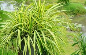 Heirloom Chlorophytum Flower Seeds for Planting – Non-GMO, High Germination, Organic Garden Seeds