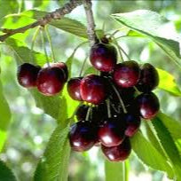 Fruit Seeds,Garden seeds, Seeds For Planting,Plant Seeds
