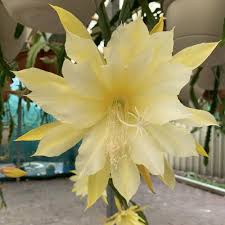 Yellow Epiphyllum Seeds for Planting – Drought Tolerant, Heirloom, Non-GMO Organic Garden Seeds