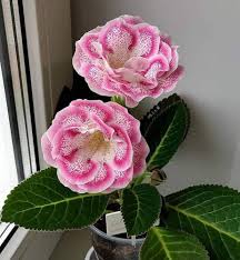 Baby Pink Gloxinia Flower Seeds for Planting – Drought Tolerant Heirloom Non-GMO Organic Garden Seeds